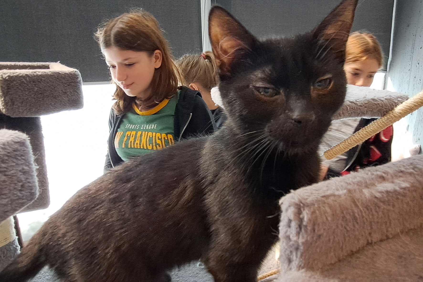 Warsztaty felinoterapii