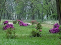 DSCF5831palmiarnia.jpg