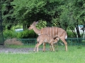 SEBA8522zoo.jpg