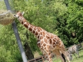 SEBA8531zoo.jpg